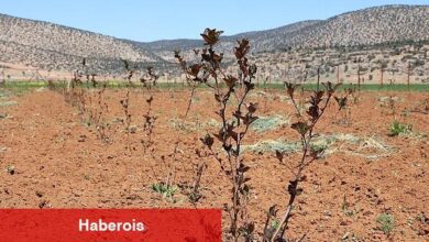Antalya'da ziraî sulama projeleriyle aksine göç hızlandı