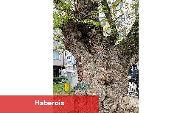 Asırlık ağacın yaraları sarıldı - Haberois Asırlık ağacın yaraları sarıldı
