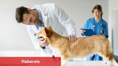 Boehringer Ingelheim'dan Veteriner Doktorlara Yönelik Araştırma