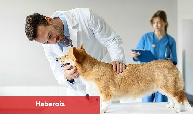 Boehringer Ingelheim'dan Veteriner Doktorlara Yönelik Araştırma