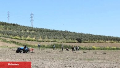 Bursa Nilüfer'den Konaklı’ya 800 zeytin fidanı