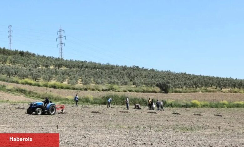 Bursa Nilüfer'den Konaklı’ya 800 zeytin fidanı - Haberois Bursa Nilüfer'den Konaklı’ya 800 zeytin fidanı