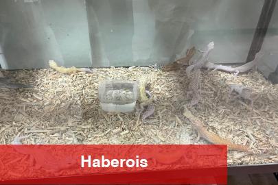 Bursa’da egzotik hayvan kaçakçılığına darbe!
