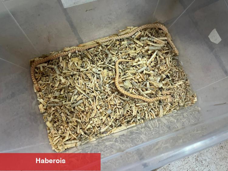 Bursa’da egzotik hayvan kaçakçılığına darbe!