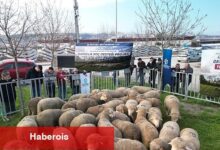 Büyükşehir'den üreticilere damızlık koç dayanağı