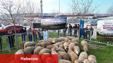 Büyükşehir'den üreticilere damızlık koç dayanağı