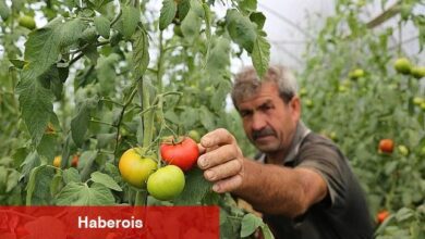 Büyükşehir'den yüzde 50 hibeli sera takviyesi