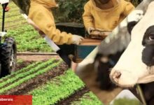 Çiftçiye 3,3 milyar TL'lik destek ödemeleri hesaplarda
