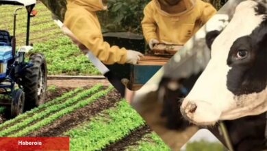 Çiftçiye 3,3 milyar TL'lik destek ödemeleri hesaplarda