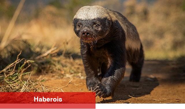 Doğal Yaşamın Süper Yıldızlarının Etkileyici Hikayesi - Haberois Doğal Yaşamın Süper Yıldızlarının Etkileyici Hikayesi
