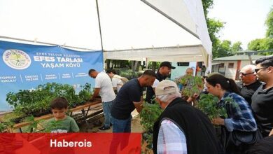 Efes Tarlası Ömür Köyü'nün Mahallî Tohumlardan Üretilen Fideleri Efes Selçuk Halkıyla Buluştu