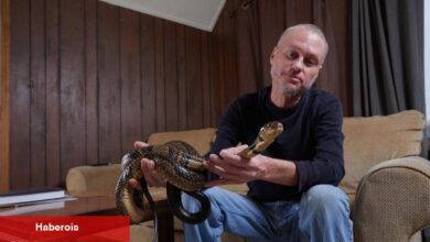 Evrensel antivenom, yılanların onu yüzlerce kez ısırmasına izin veren insandan büyüyebilir