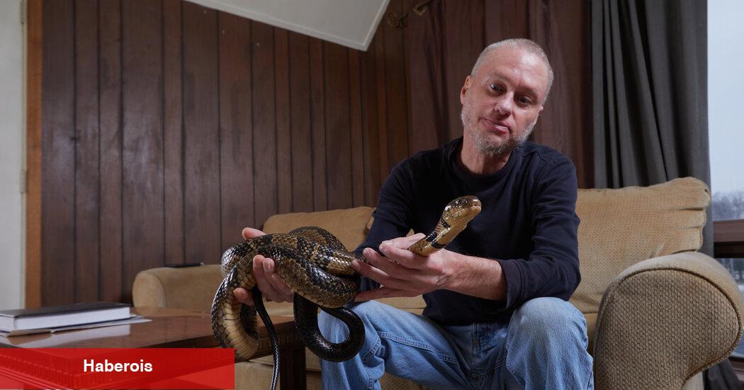 Evrensel antivenom, yılanların onu yüzlerce kez ısırmasına izin veren insandan büyüyebilir