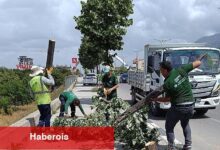Fırtınanın Ziyan Verdiği Ağaçlar Kaldırıldı