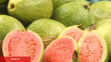 Güçlü bir antibiyotik, yaşlanma karşıtı: Guava meyvesinin bilinmeyen faydaları