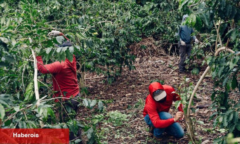 Hawaii'nin ödüllü Kona Kahve Tarlaları buz için bir hedef haline geldi - Haberois Hawaii'nin ödüllü Kona Kahve Tarlaları buz için bir hedef haline geldi