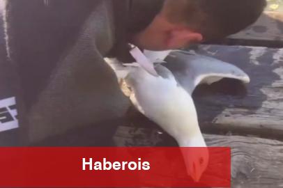 İstanbul İtfaiyesi Bakırköy'de martı kurtardı