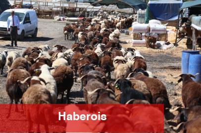 İzmir Karabağlar'da Kurban Bayramı öncesi örnek uygulama
