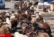 İzmir Karabağlar'da Kurban Bayramı öncesi örnek uygulama