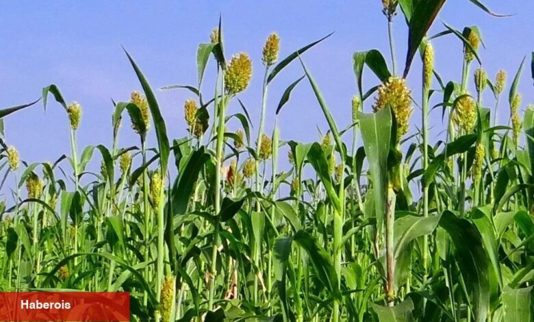 İzmir'de üreticilere Sorgum Sudan Otu Tohumu dağıtıldı - Haberois İzmir'de üreticilere Sorgum Sudan Otu Tohumu dağıtıldı
