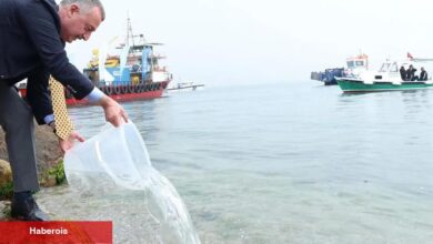 İzmit Körfezi’nde ekosisteme destek! 6 bin balık körfezle buluştu
