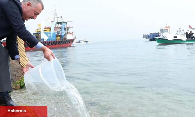 İzmit Körfezi’nde ekosisteme destek! 6 bin balık körfezle buluştu - Haberois İzmit Körfezi’nde ekosisteme destek! 6 bin balık körfezle buluştu