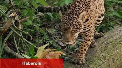 Jaguar: Guyana'nın Orman Ustası', 3 Mayıs Cumartesi Günü 20.00'de National Geographic WILD Ekranlarında!