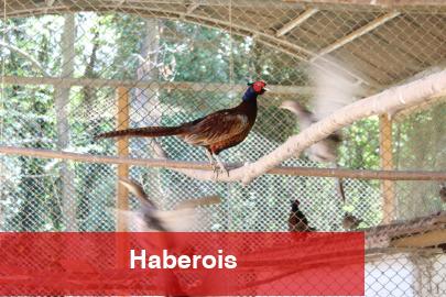 Kahverengi kokarcaya karşı sülün dayanağı