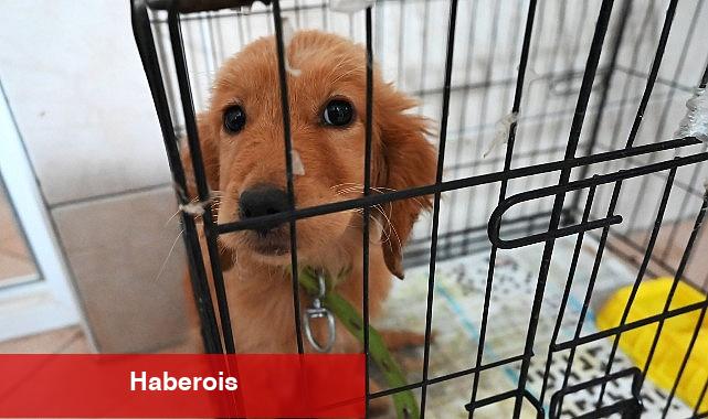 Kemer Belediyesi "Can dostlarına" sahip çıkıyor - Haberois Kemer Belediyesi "Can dostlarına" sahip çıkıyor