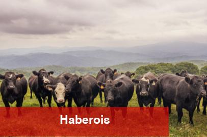 Kırsalda berekette hak sahipleri belirlendi... Hayvan dağıtımı başlıyor