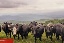 Kırsalda berekette hak sahipleri belirlendi... Hayvan dağıtımı başlıyor