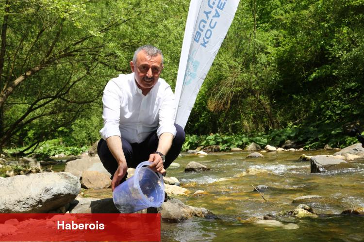 Kocaeli Kirazdere'ye 2 yılda 16 bin alabalık salındı