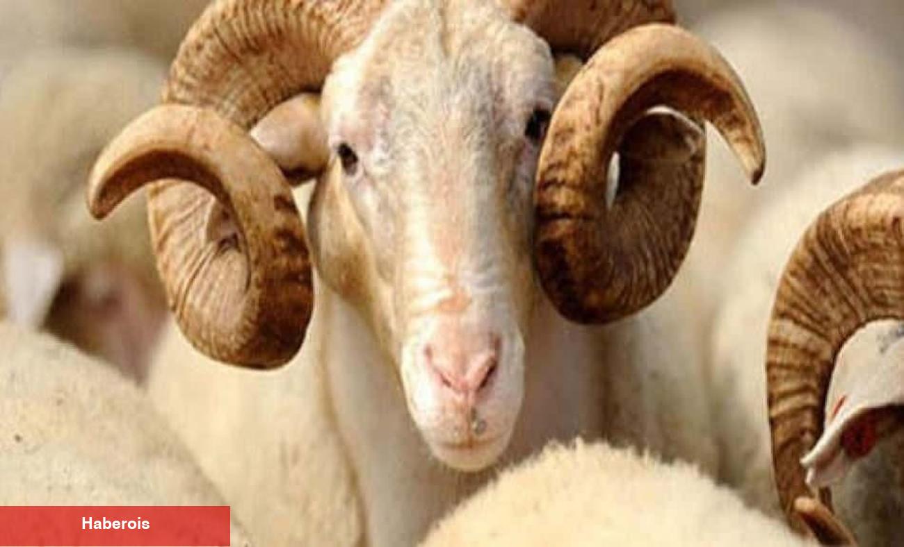 Kurban nasıl seçilir? Kurban alırken nelere dikkat edilmesi gerekenler