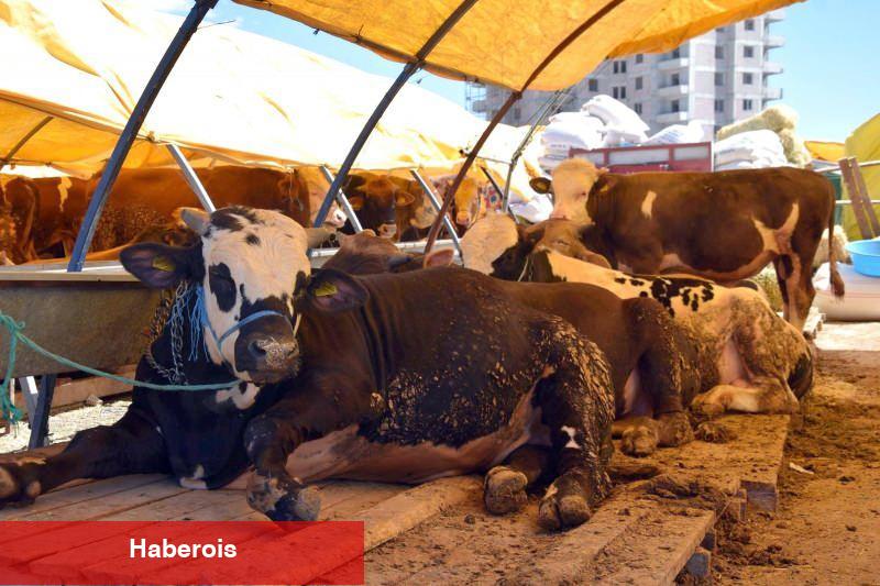 Kurban nasıl seçilir? Kurban alırken nelere dikkat edilmesi gerekenler