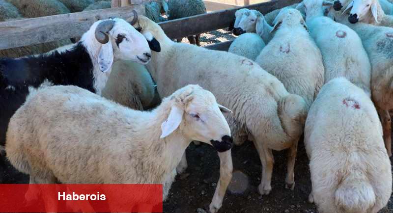 Kurban nasıl seçilir? Kurban alırken nelere dikkat edilmesi gerekenler