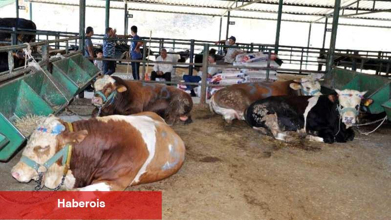 Kurban nasıl seçilir? Kurban alırken nelere dikkat edilmesi gerekenler
