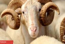 Kurban nasıl seçilir? Kurban alırken nelere dikkat edilmesi gerekenler
