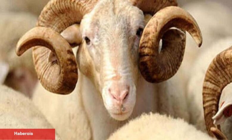 Kurban nasıl seçilir? Kurban alırken nelere dikkat edilmesi gerekenler - Haberois Kurban nasıl seçilir? Kurban alırken nelere dikkat edilmesi gerekenler