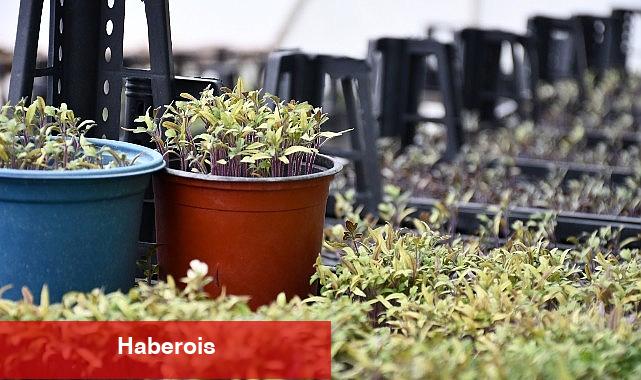 Lüleburgaz Belediyesi cet tohumlarını yaşatıyor
