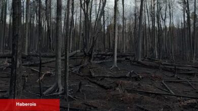 Minnesota iklim değişikliğinden sığınmak mı? Üç orman yangını aksini gösterir.