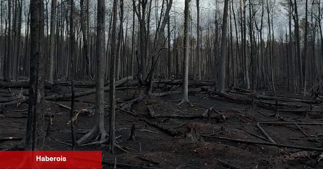 Minnesota iklim değişikliğinden sığınmak mı? Üç orman yangını aksini gösterir.