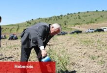 Nilüfer Belediyesi Konaklı'ya 800 zeytin fidanı dikti