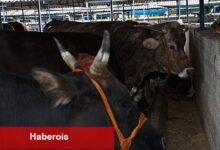 Nilüfer Kurban Bayramı'na hazır