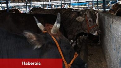 Nilüfer Kurban Bayramı'na hazır