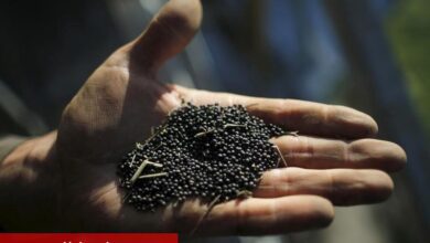 Nufarm zayıf yarıyıl yararları ve tohum ünitesi incelemesi nedeniyle %20’den fazla düştü