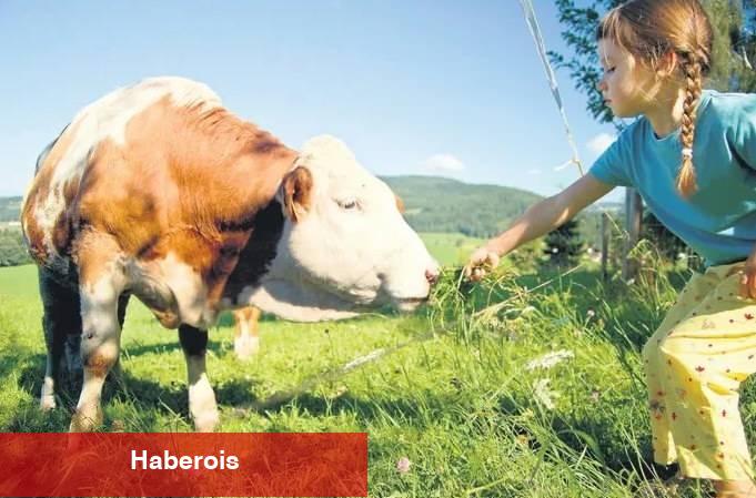 Psikolog Elif Zahide Gök'ten ebeveynlere ihtar: Çocuklara Kurban Bayramını anlatırken dikkat!