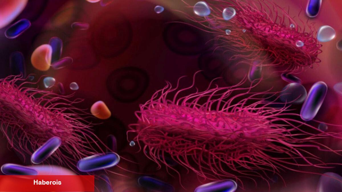 Salmonella'dan korunmanın 5 yolu