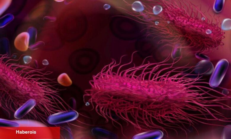 Salmonella'dan korunmanın 5 yolu - Haberois Salmonella'dan korunmanın 5 yolu