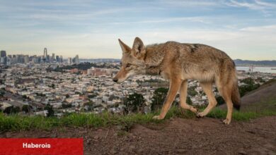 San Francisco'nun çakalları