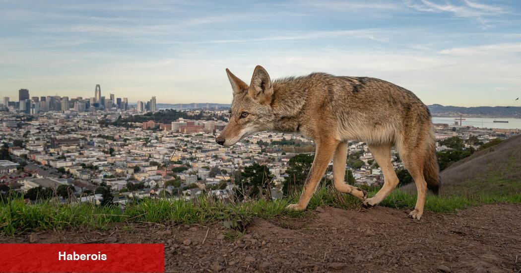 San Francisco'nun çakalları